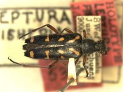 Leptura fisheriana by the Smithsonian. Used under a CC0 license.