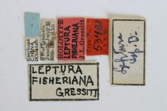 Leptura fisheriana by the Smithsonian. Used under a CC0 license.