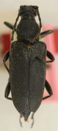 Leptura scutellata stichai by the Smithsonian. Used under a CC0 license.