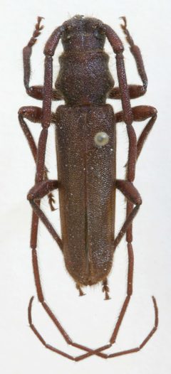 Liberedaxia deslauriersi by the Smithsonian. Used under a CC0 license.