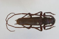 Liberedaxia deslauriersi by the Smithsonian. Used under a CC0 license.