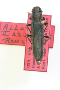 Liberedaxia deslauriersi by the Smithsonian. Used under a CC0 license.