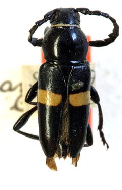 Lissonotus lucanus by the Smithsonian. Used under a CC0 license.