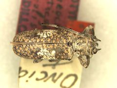 Lochmaeocles cornuticeps federalis by the Smithsonian. Used under a CC0 license.