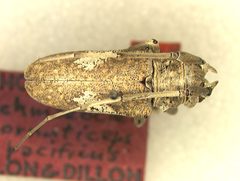 Lochmaeocles cornuticeps pacificus by the Smithsonian. Used under a CC0 license.