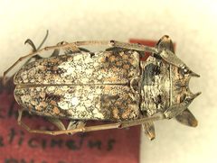 Lochmaeocles laticinctus by the Smithsonian. Used under a CC0 license.