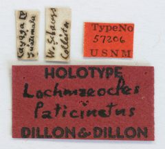 Lochmaeocles laticinctus by the Smithsonian. Used under a CC0 license.