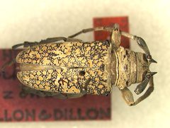 Lochmaeocles zonatus by the Smithsonian. Used under a CC0 license.