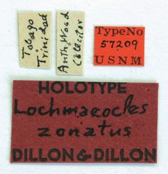 Lochmaeocles zonatus by the Smithsonian. Used under a CC0 license.