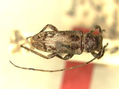 Lypsimena bicristata by the Smithsonian. Used under a CC0 license.