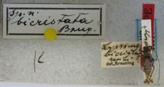 Lypsimena bicristata by the Smithsonian. Used under a CC0 license.