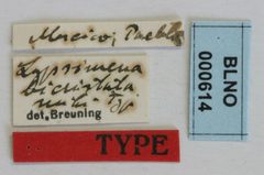 Lypsimena bicristata by the Smithsonian. Used under a CC0 license.