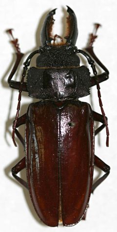 Mallodon vermiculatus by the Smithsonian. Used under a CC0 license.