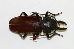 Mallodon vermiculatus by the Smithsonian. Used under a CC0 license.