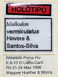 Mallodon vermiculatus by the Smithsonian. Used under a CC0 license.