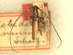 Malobidion brunneum by the Smithsonian. Used under a CC0 license.