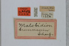 Malobidion brunneum by the Smithsonian. Used under a CC0 license.