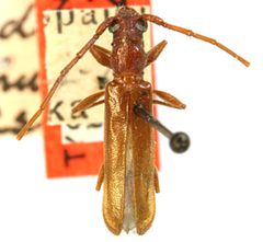 Malobidion uteanum by the Smithsonian. Used under a CC0 license.