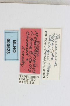 Megachoriolaus lineaticollis by the Smithsonian. Used under a CC0 license.
