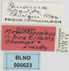 Megachoriolaus lineaticollis by the Smithsonian. Used under a CC0 license.