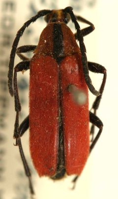 Megachoriolaus lineaticollis by the Smithsonian. Used under a CC0 license.