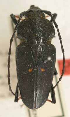 Megaderus stigma bimaculatus by the Smithsonian. Used under a CC0 license.