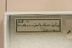 Megaderus stigma interruptefasciata by the Smithsonian. Used under a CC0 license.