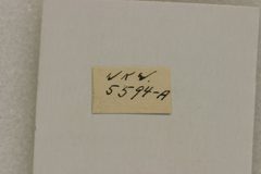 Megaderus stigma interruptefasciata by the Smithsonian. Used under a CC0 license.