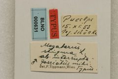 Megaderus stigma interruptefasciata by the Smithsonian. Used under a CC0 license.