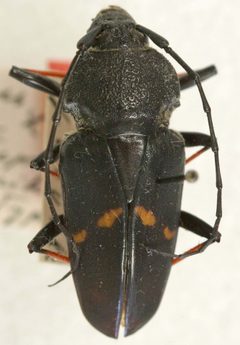 Megaderus stigma interruptefasciata by the Smithsonian. Used under a CC0 license.