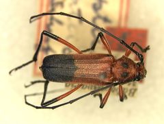 Metaleptus femoratus by the Smithsonian. Used under a CC0 license.