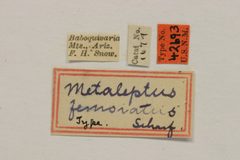 Metaleptus femoratus by the Smithsonian. Used under a CC0 license.