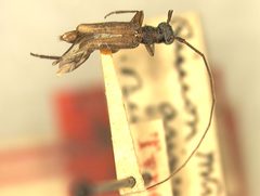 Methia arizonica by the Smithsonian. Used under a CC0 license.