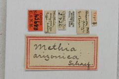 Methia arizonica by the Smithsonian. Used under a CC0 license.