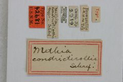 Methia constricticollis by the Smithsonian. Used under a CC0 license.