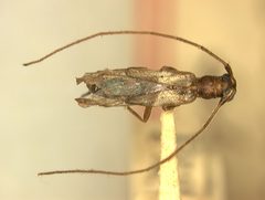 Methia constricticollis by the Smithsonian. Used under a CC0 license.