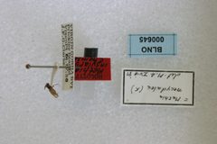Methia insularum by the Smithsonian. Used under a CC0 license.