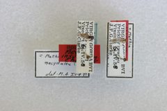 Methia insularum by the Smithsonian. Used under a CC0 license.