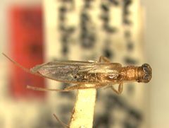 Methia pallida by the Smithsonian. Used under a CC0 license.