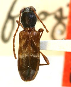 Microclytus frosti by the Smithsonian. Used under a CC0 license.