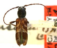 Microclytus insinuans by the Smithsonian. Used under a CC0 license.