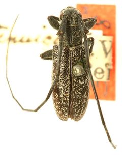 Microgoes tenuicornis by the Smithsonian. Used under a CC0 license.