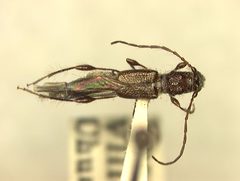 Molorchus liui by the Smithsonian. Used under a CC0 license.