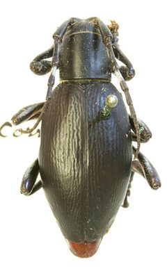 Moneilema corrugans by the Smithsonian. Used under a CC0 license.
