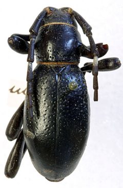 Moneilema uteana by the Smithsonian. Used under a CC0 license.