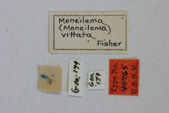 Moneilema (Moneilema) vittata by the Smithsonian. Used under a CC0 license.