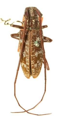 Monochamus obtusus by the Smithsonian. Used under a CC0 license.