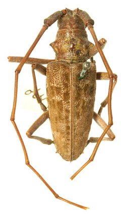 Monochamus titillator obesus by the Smithsonian. Used under a CC0 license.