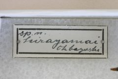 Necydalis hirayamai by the Smithsonian. Used under a CC0 license.