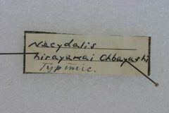 Necydalis hirayamai by the Smithsonian. Used under a CC0 license.